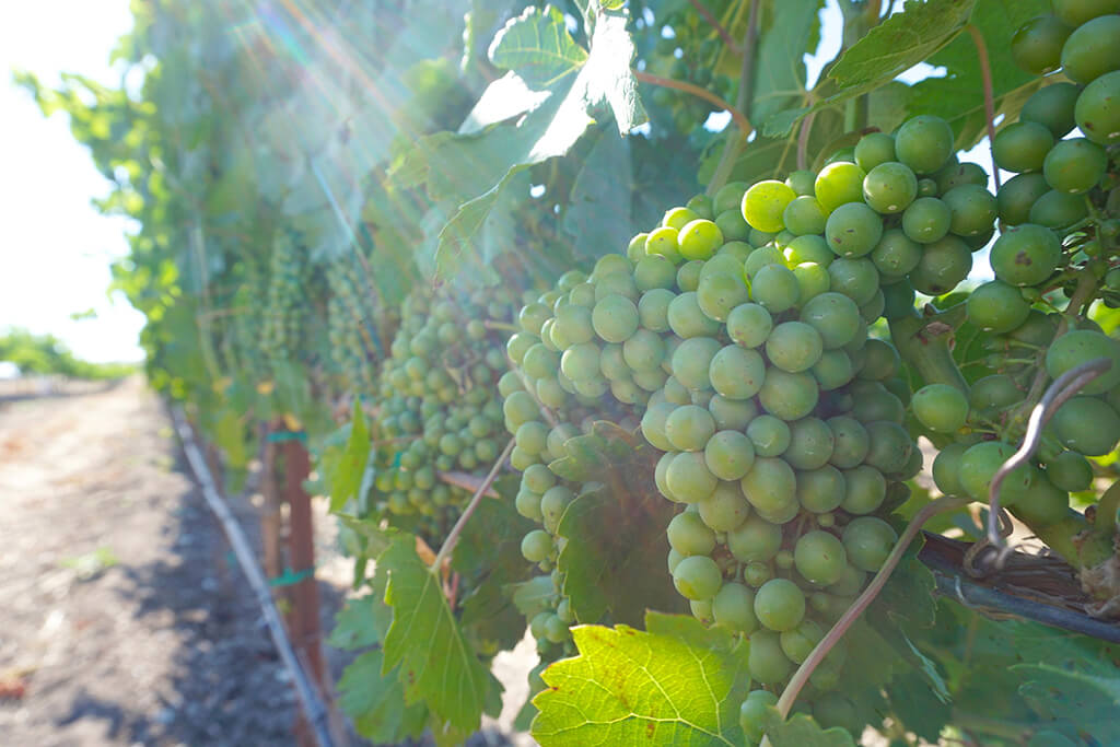 sunlight grapes