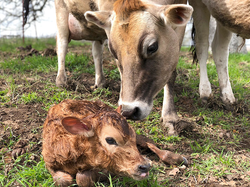 Newborn calf