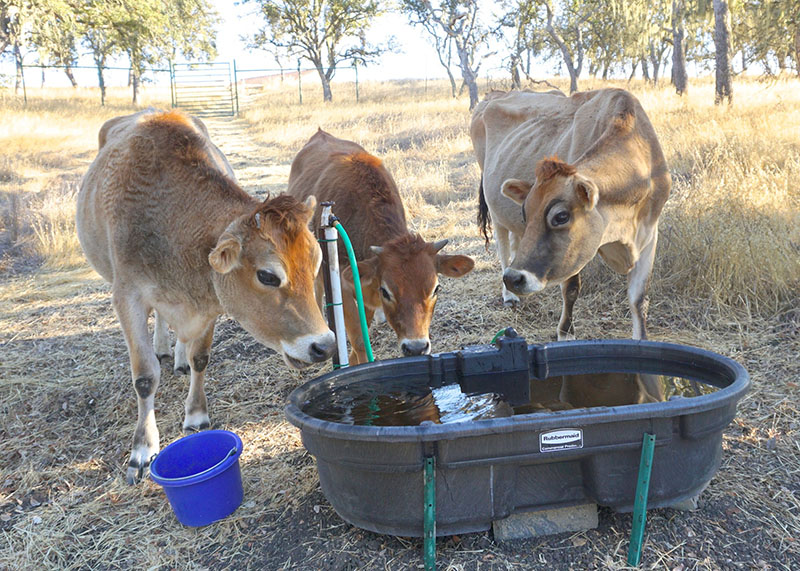 Kula cows