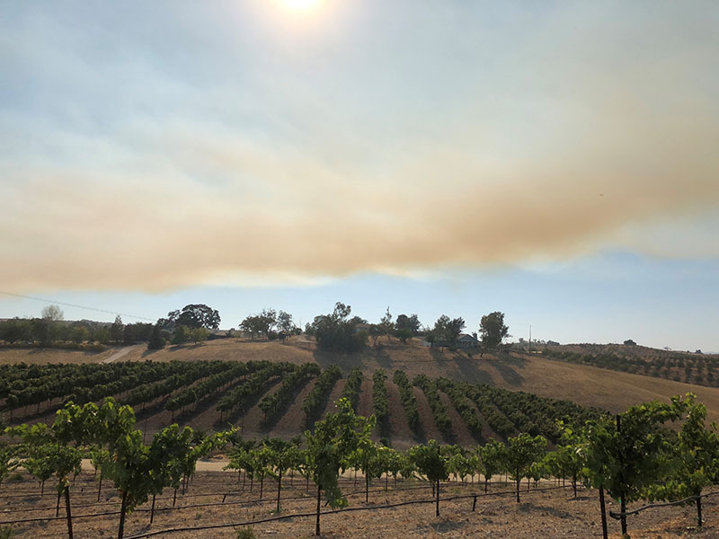 Nearby fire at the vineyard